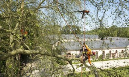 kit per lavoro su alberi